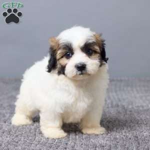 Laina, Teddy Bear Puppy